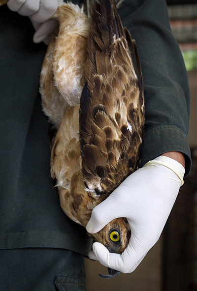 24 Hours: Veterinary medical officer holds two-year-old Javan Hawk-Eagle