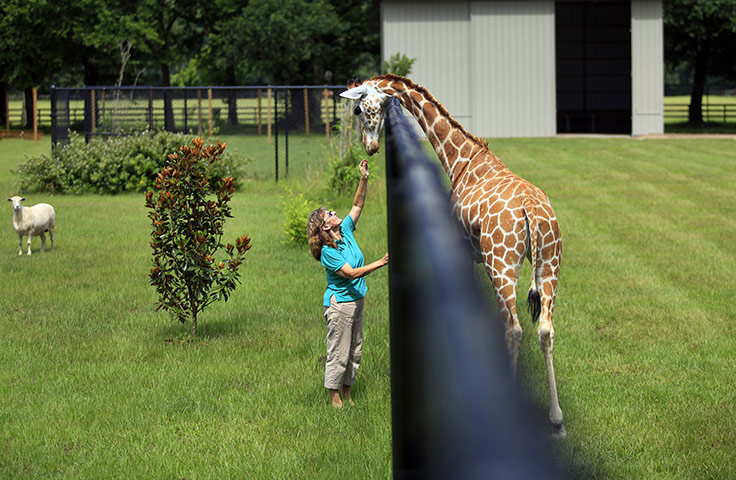 24 Hours: Christine Janks with her giraffe Grace