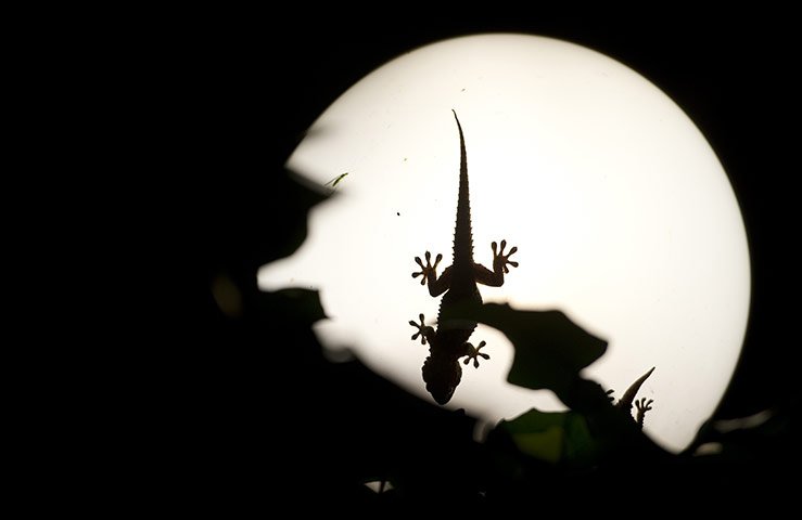 24 Hours: A lizard crawls across a garden light in Madrid