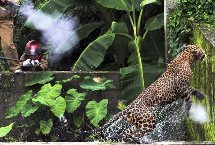 A-leopard-runs-to-escape--013.jpg