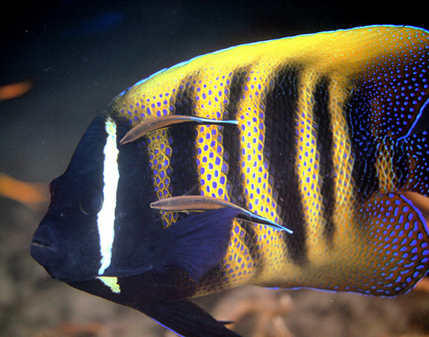 Balcombe: Six-barred angelfish