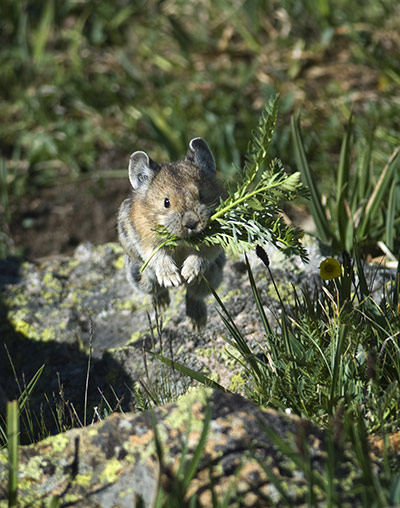 Balcombe: American pika