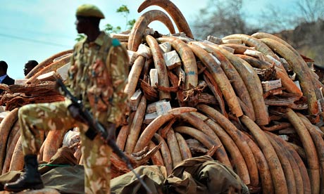 elephants ivory tusks