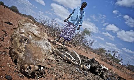 Bishar Hassim stands over a dead cow in Jowhar village, in Wajir, Kenya