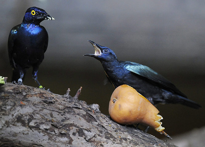 24 hours: Zurich, Switzerland: Purple glossy-starlings in the zoo