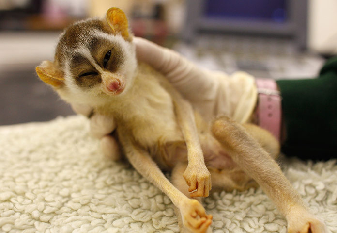 24 hours: London, England :  An five-month-old female slender loris sleeps