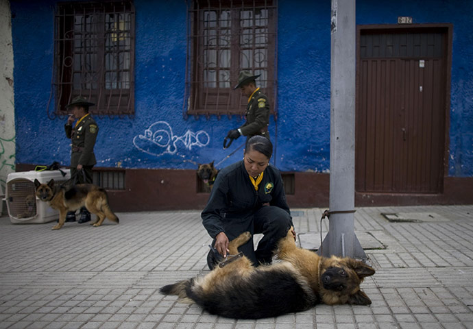 24 hours: Bogota, Colombia: A police officer brushes the coat of a police dog
