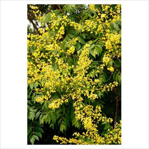 Summer flowering trees: Gardens: Golden rain tree