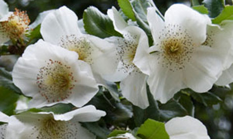 Summer flowering trees: Eucryphia