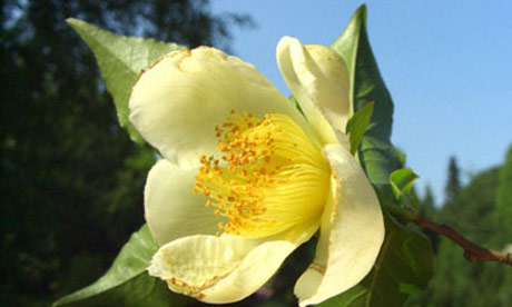 Summer flowering trees: Japanese stewartia 