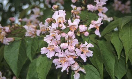 Summer flowering trees: Farges Catalpa Catalpa fargesii forma duclouxii in flower