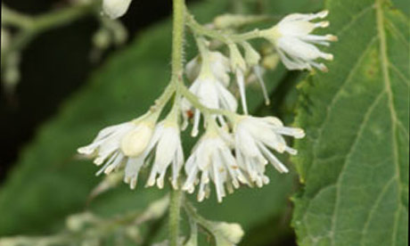 Summer flowering trees: Pterostyrax hispida
