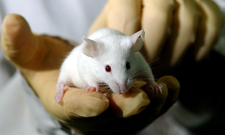 [Image: A-laboratory-mouse-007.jpg]