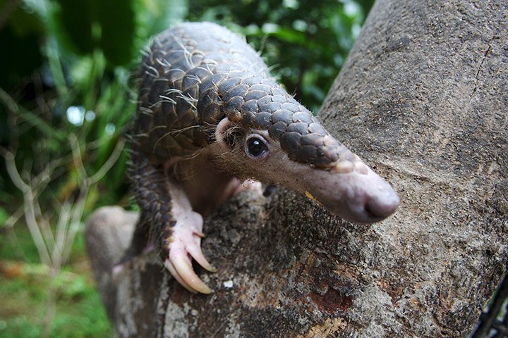 Week in Wildlife: Workshop held in Singapore for conservation of pangolins