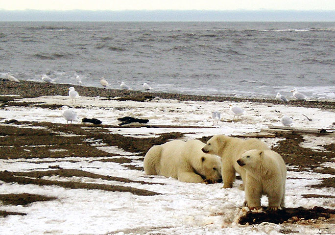 Week in Wildlife: File photo of polar bears in the Arctic National Wildlife Refuge