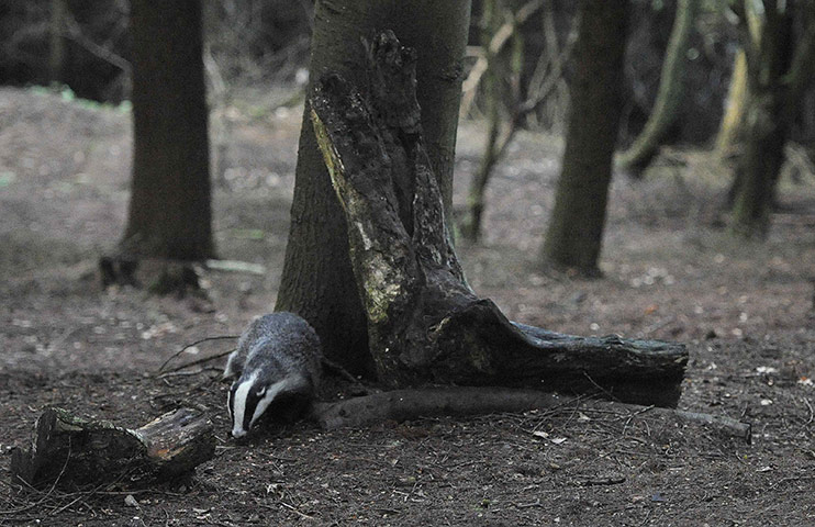 Week in Wildlife: A badger walks through woodland near Pickering