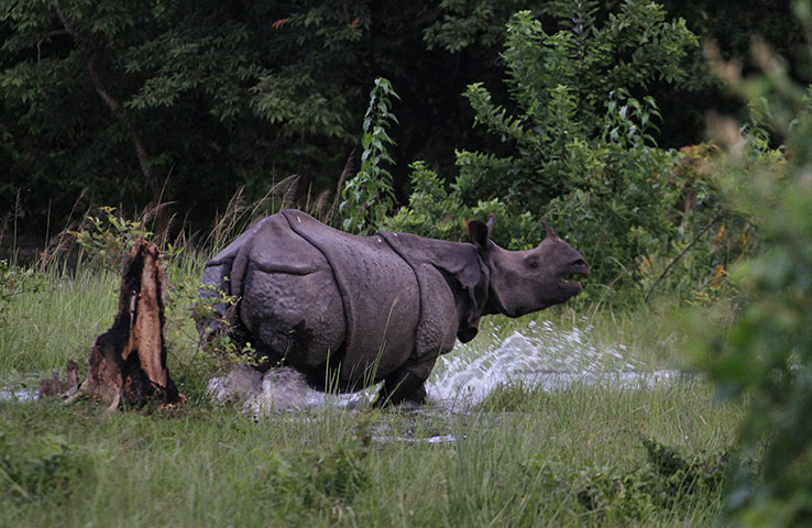 Week in Wildlife: A one horned Rhinoceros walks through flood water 