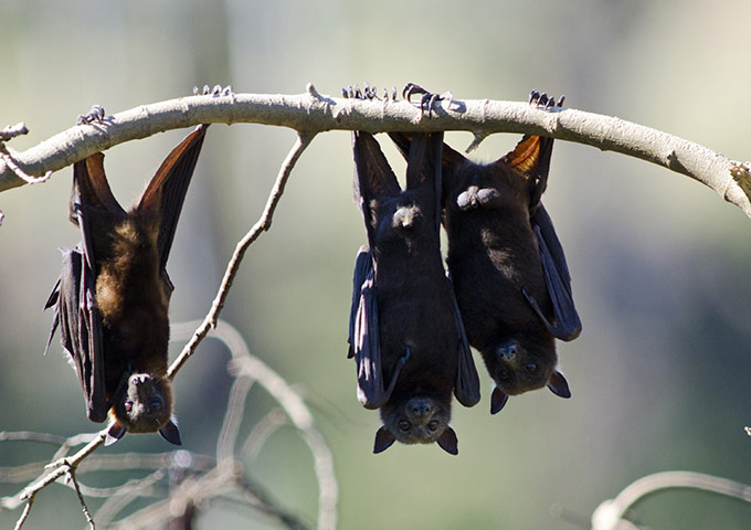 Week in Wildlife: fruit bats as they hang from a tree in Gayndah, South Eastern Queensland