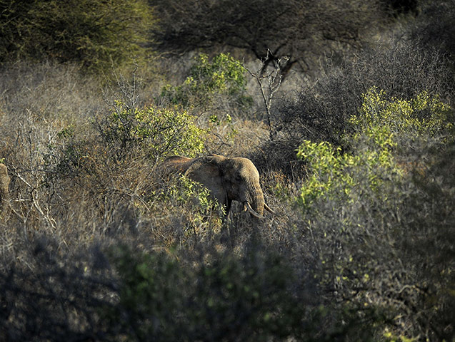 Week in Wildlife: An Elephant drinks at a watering hole at the Tsavo National Park