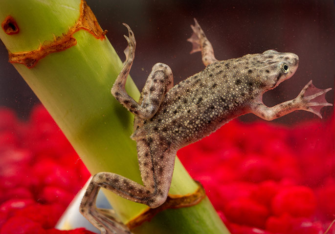 Week in Wildlife: African dwarf tree frog