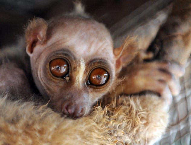 Week in Wildlife: Loris suffering from malnutrition is rescued,  Zhengzhou, Henan , China