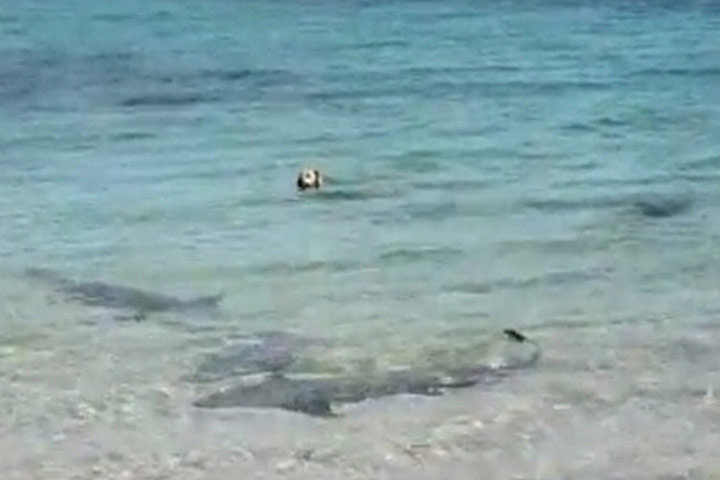 Week in Wildlife: A video grab from footage shows dog swimming with sharks