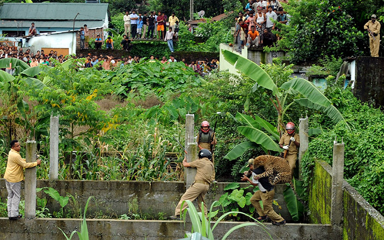 Week in Wildlife: A leopard attacks a forest guard at Prakash Nagar 