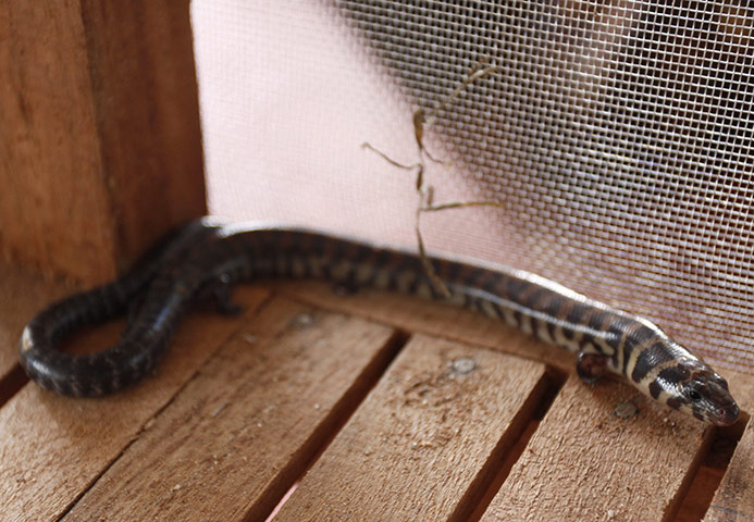 Week in Wildlife: Unusual reptile in Laos