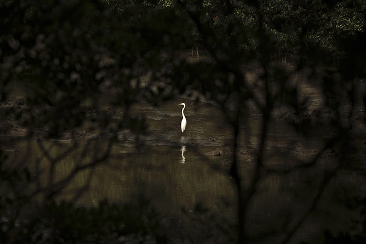 Week in Wildlife: An egret fishes in a river in Hong Kong