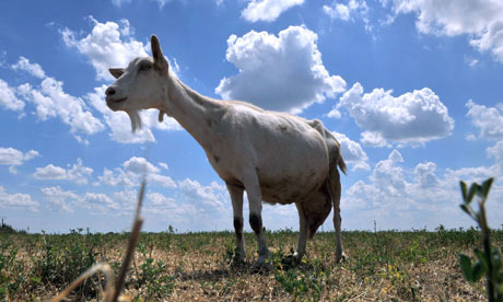 Councils risk becoming the scapegoat for government cuts.