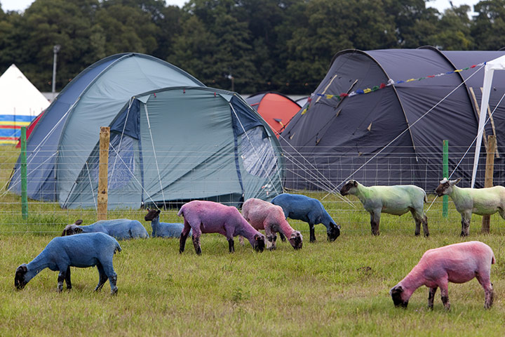 Latitude 2011: Pink Sheep!