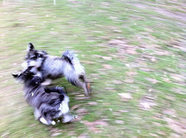 Gavin Turk: Gavin Turk's dog