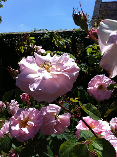 Gavin Turk: The roses at Motisfont Priory in Hampshire