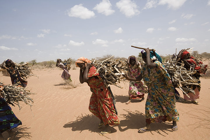 Dadaab: Wood collecting