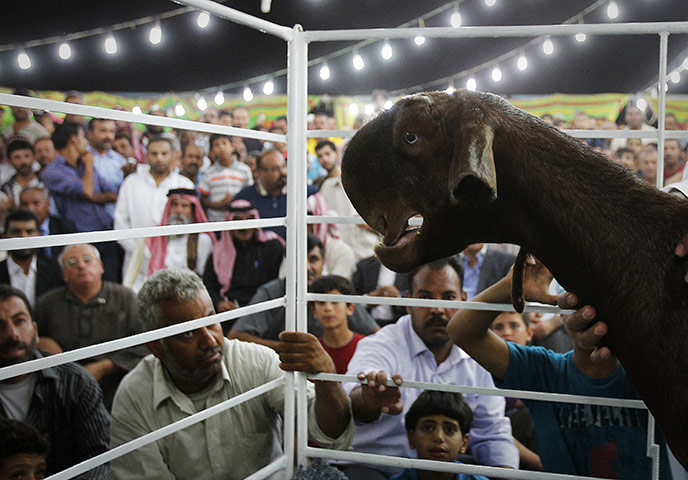 24 Hours: Spectators look at the goat which won the 'Most Beautiful Goat' title