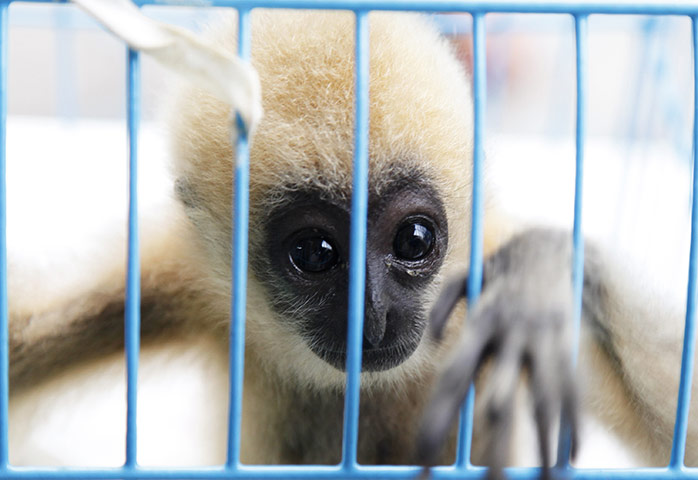 animal smuggling: A three-month old white-cheeked gibbon