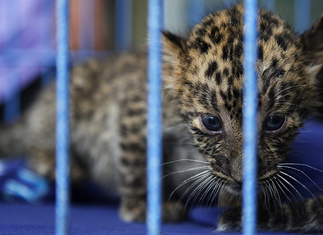 animal smuggling: A two-month-old leopard cub 
