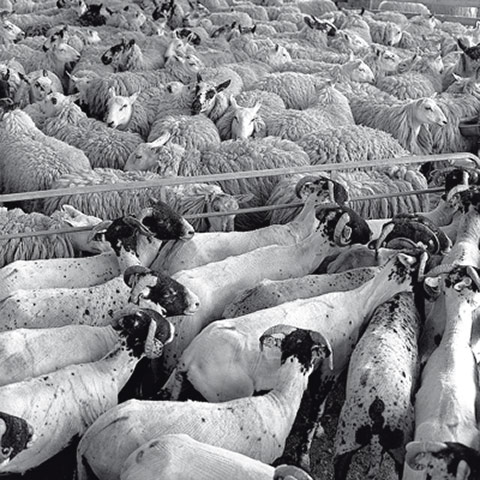 Country shows: Country show7