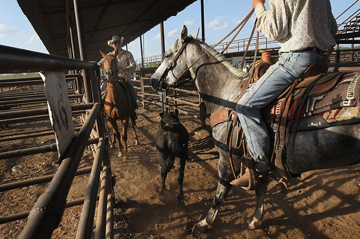 24 hours in pictures: Abilene Livestock Auction in Texas 