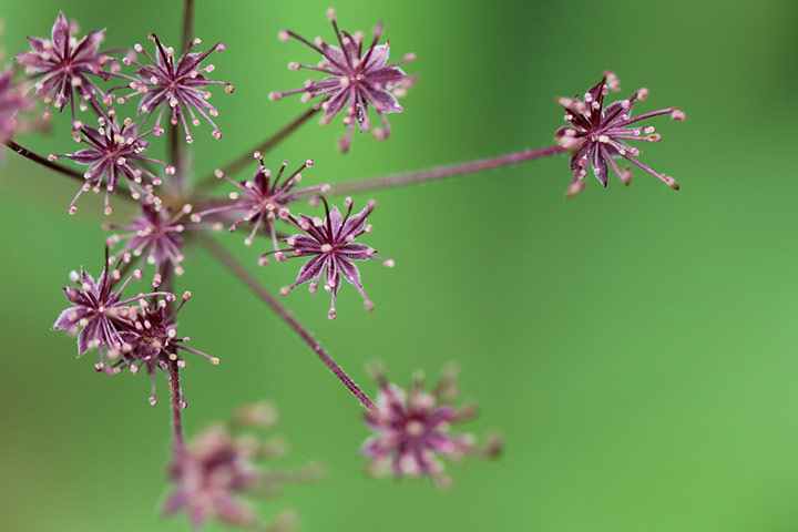 Green Shoots Summer: Adam Tacon summer