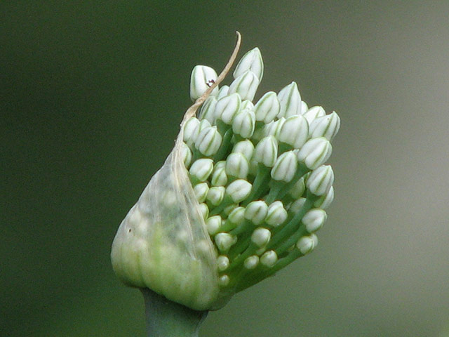 Green Shoots Summer: alicepotter2011 summer