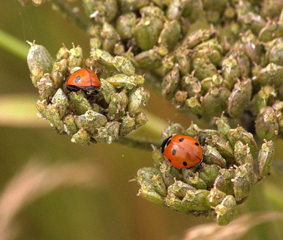 Green Shoots Summer: Chrissie28Iwish!