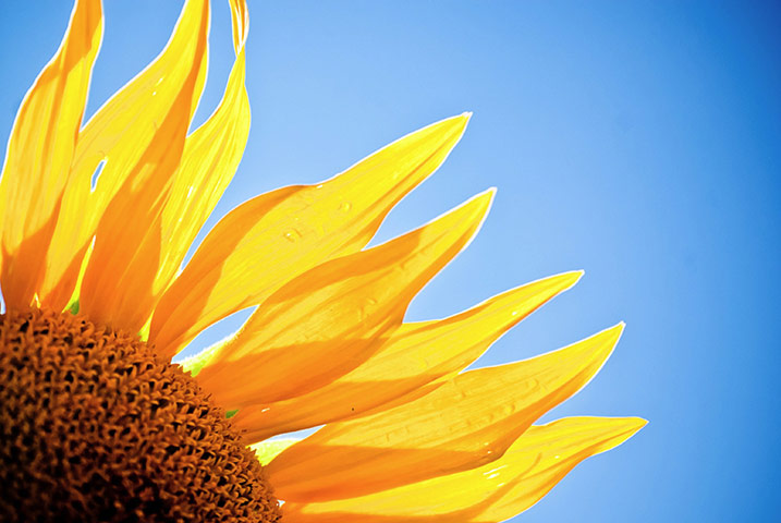 Green Shoots Summer: Clairespics summer