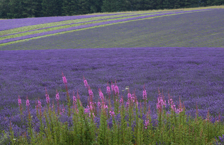 Green Shoots Summer: GethinThomas summer