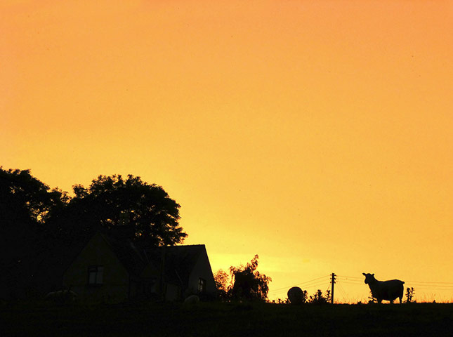 Green Shoots Summer: johnybes summer