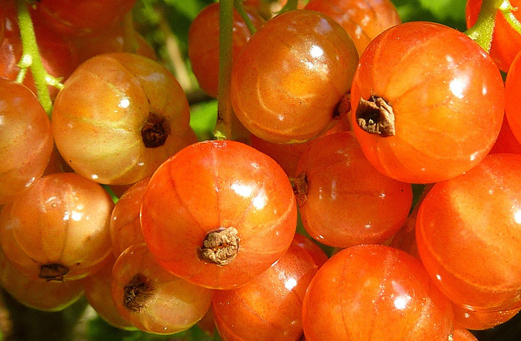 Green Shoots Summer: moira1954 summer