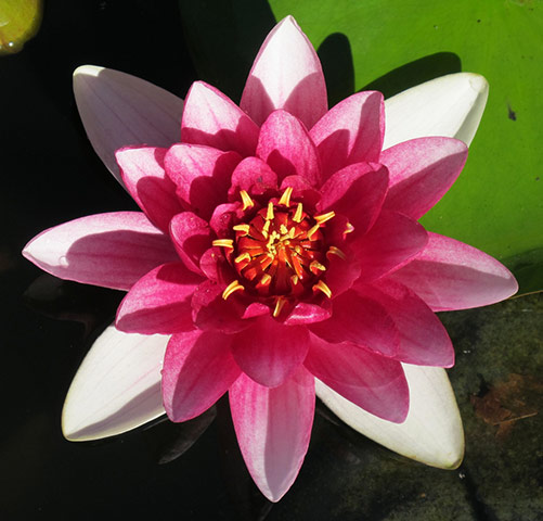 Green Shoots Summer: radthin summer