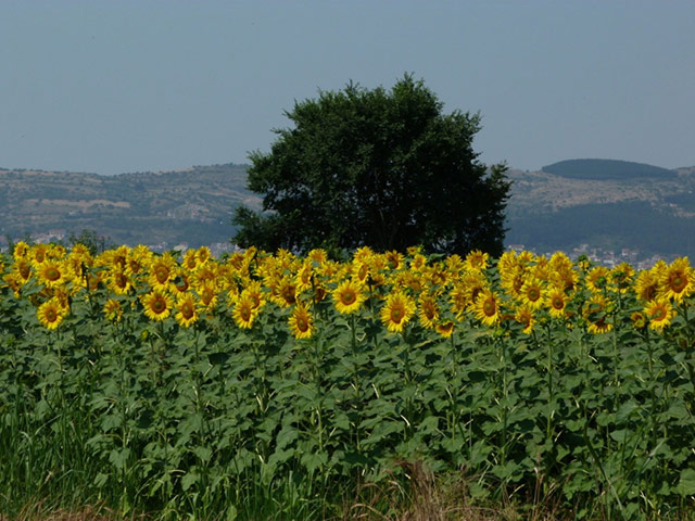 Green Shoots Summer: symphonyheavenlyhorse summer