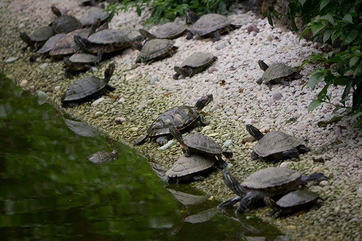 24 hours in pictures: Turtles released in China Wenshu monastery