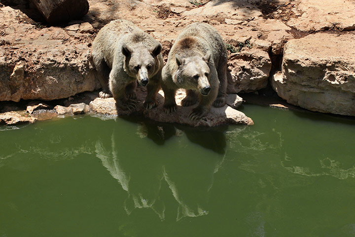 24 hours in pictures: Syrian brown bears cool off by the water in Jerusalem Biblical Zoo